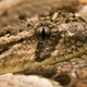 Illustration for article titled This Venomous Snake is the First Animal Suspected to Be Completely Scentless